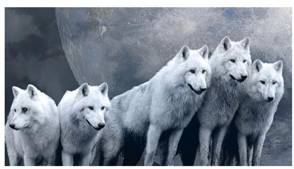 新時代的狼性精神！