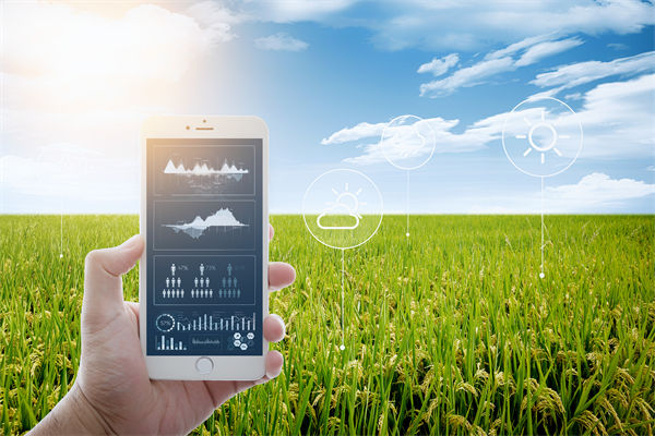 溫州種出2.1米高巨型水稻，精益生產怎么看？