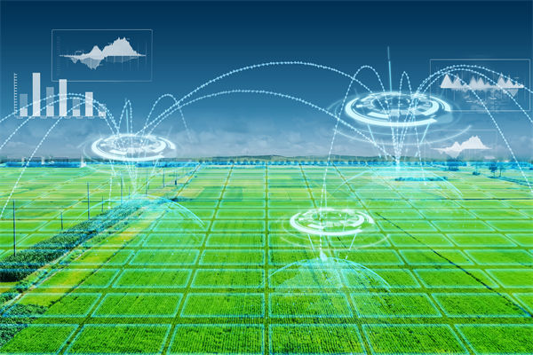 溫州種出2.1米高巨型水稻，精益生產怎么看？