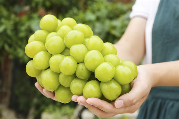 營(yíng)銷管理咨詢分析：陽(yáng)光玫瑰因何跌成“地板價(jià)”？